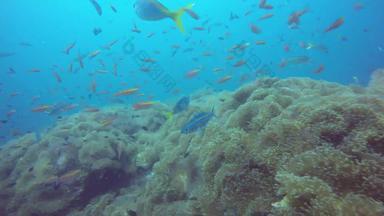 海洋潜水潜水水下色彩斑斓的热带珊瑚礁花园海景学校海鱼深海洋海海葵场软珊瑚水生共生生态系统天堂环礁湖背景
